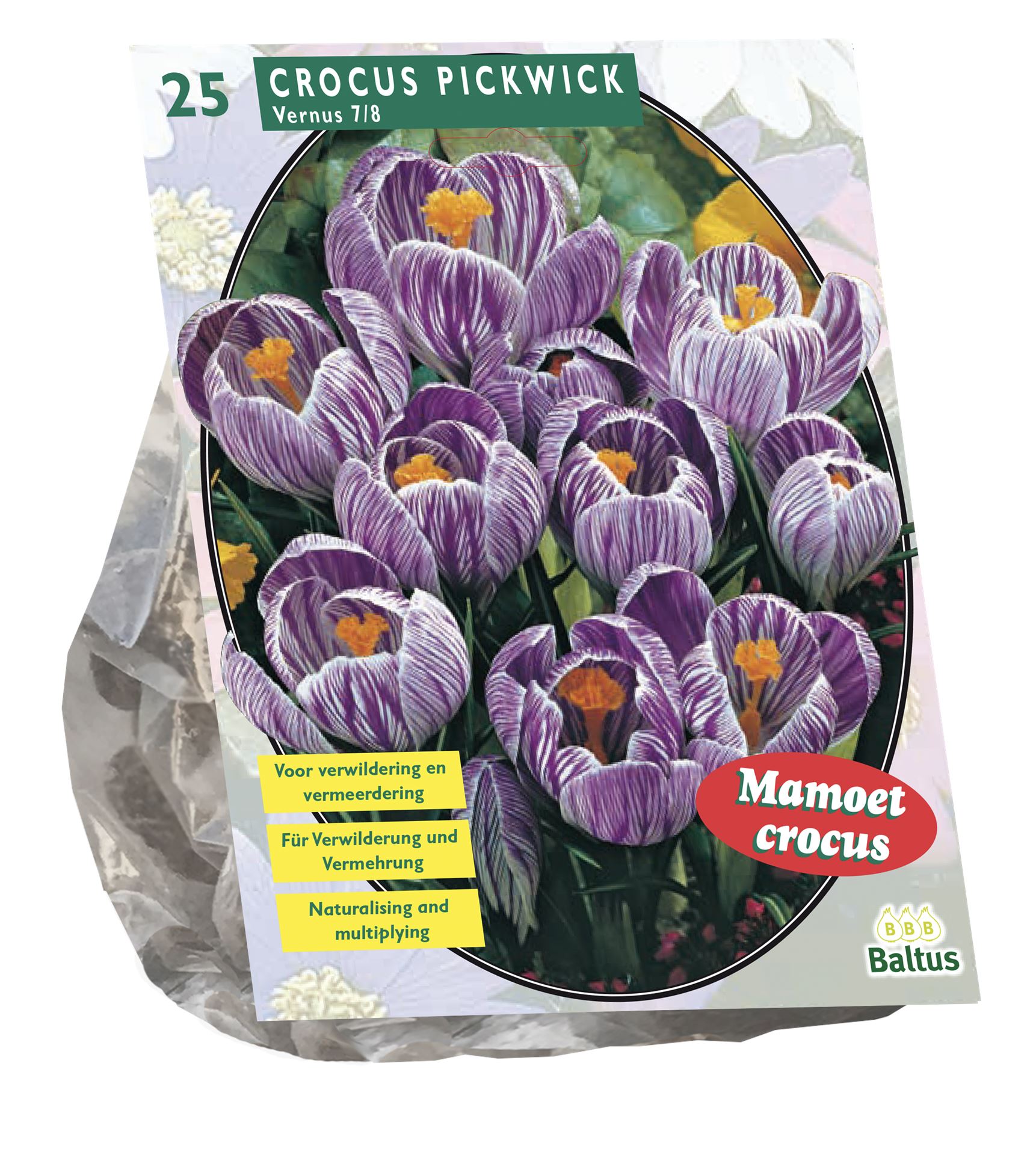 Crocus-Grootbloemig-Gestreept-per-25