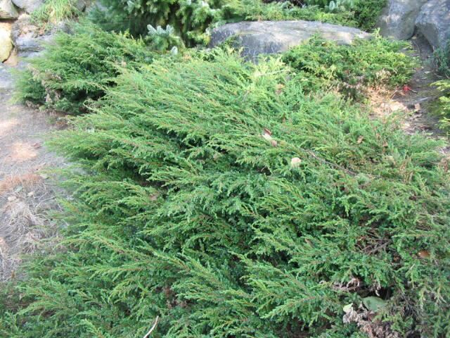 Plantenfiche-Juniperus-communis-Repanda-