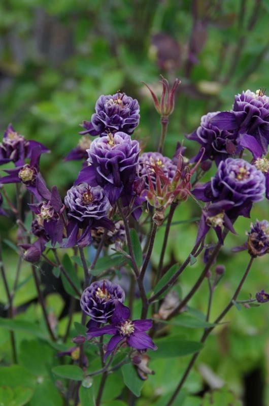 Plantenfiche-Aquilegia-vulgaris-Winky-Double-Darkblue-White-