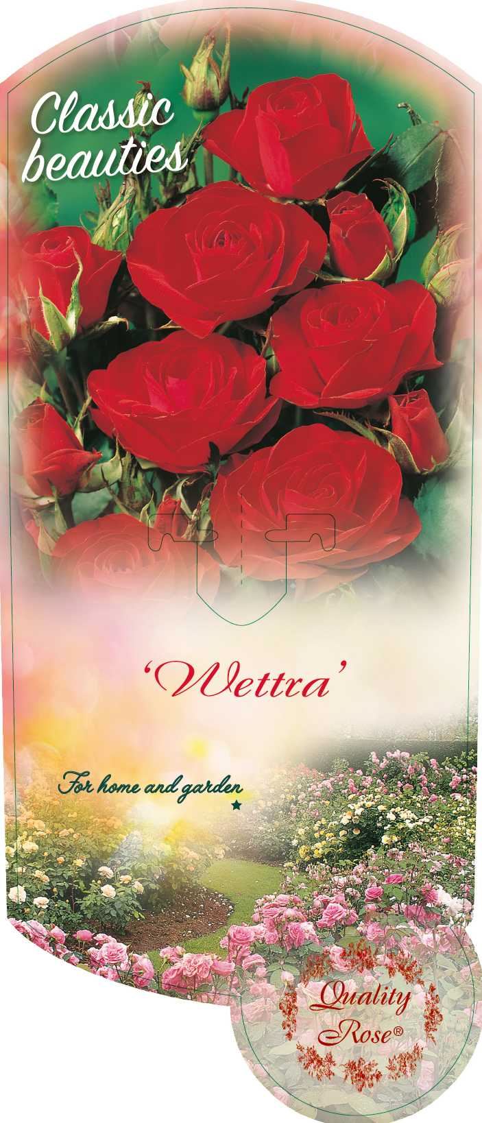 Rosa 'Wettra' - pot