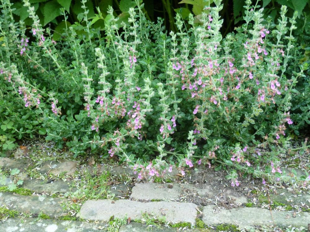 Plantenfiche-Teucrium-x-lucidrys