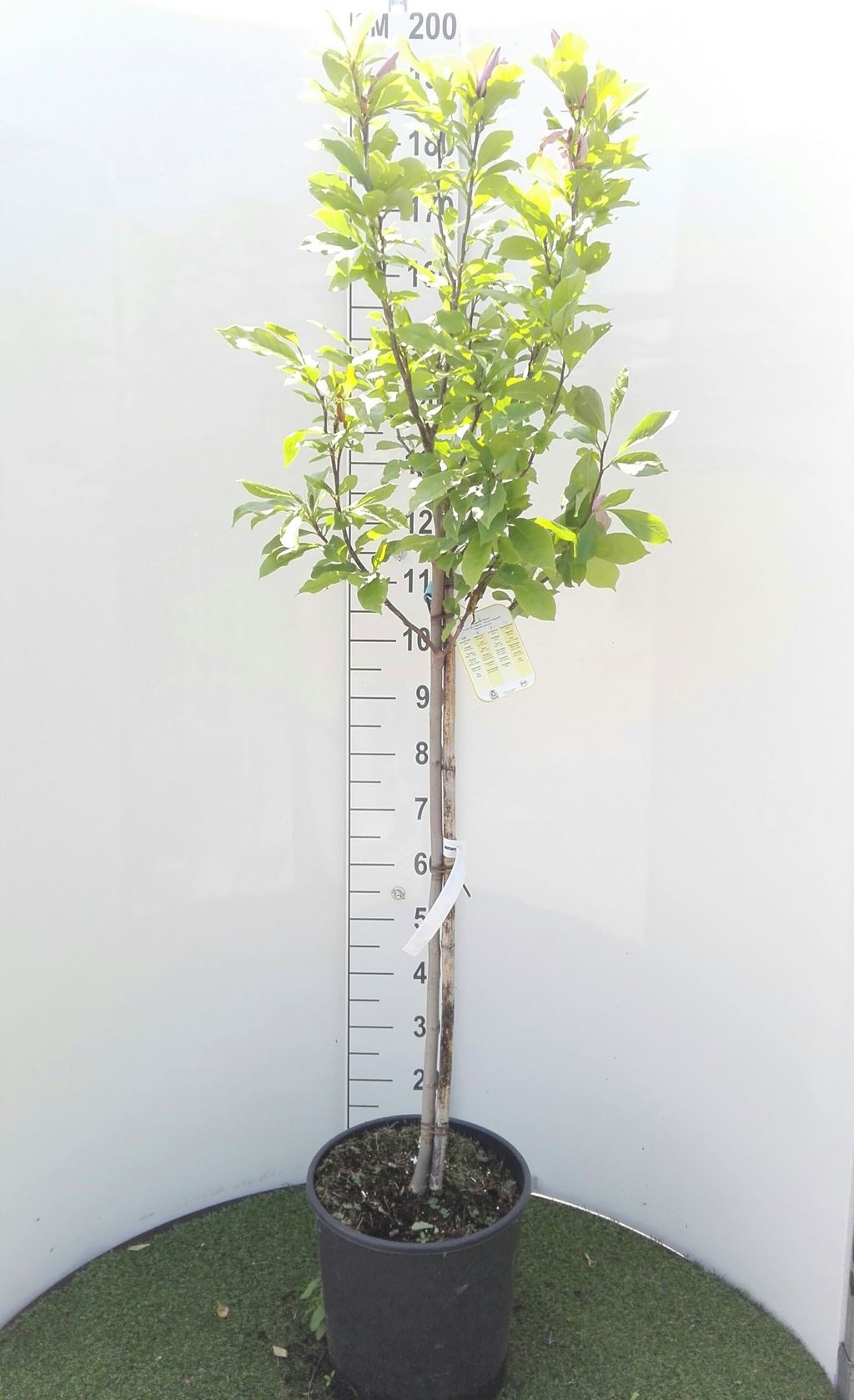 Magnolia 'Susan' - pot 18L - arbre semi-tige