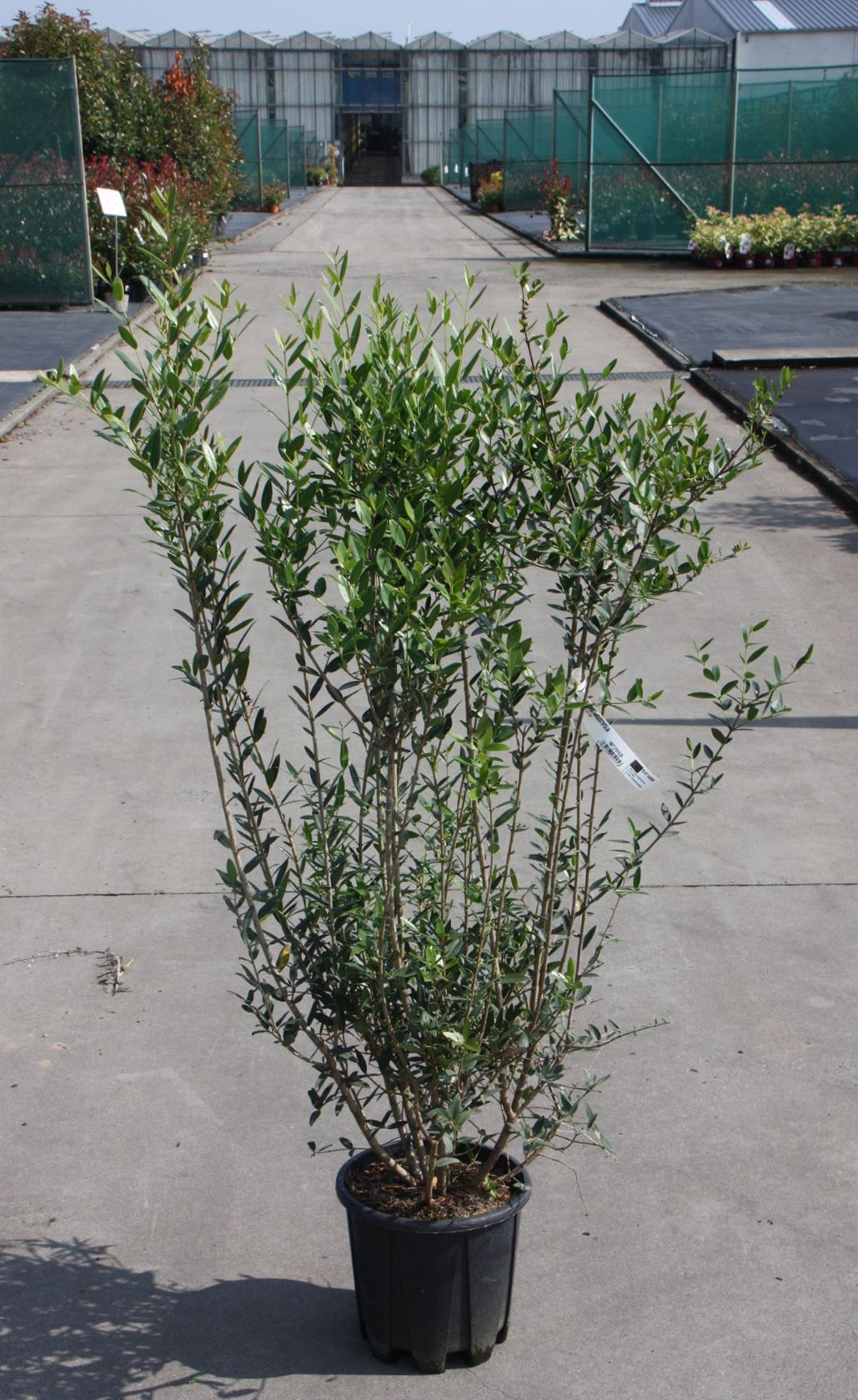 Phillyrea angustifolia - pot 10L - 80-100 cm