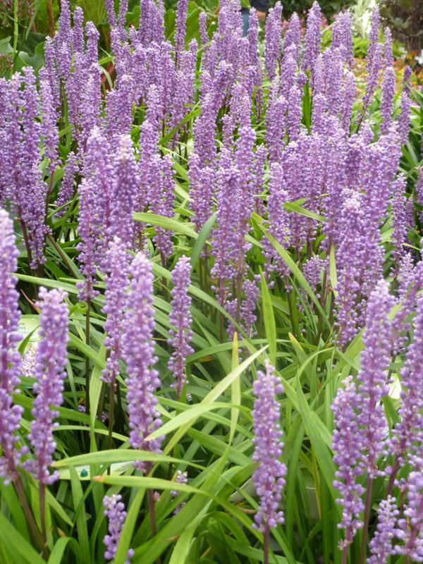 Plantenfiche-Liriope-muscari-Moneymaker-