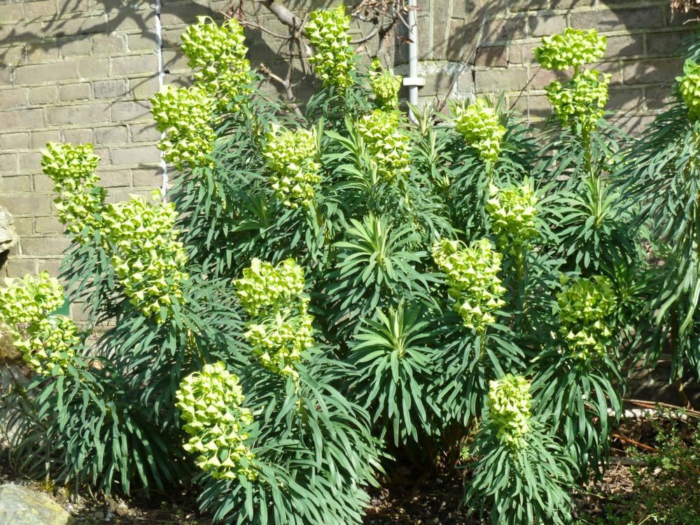 Plantenfiche-Euphorbia-characias-subsp-wulfenii