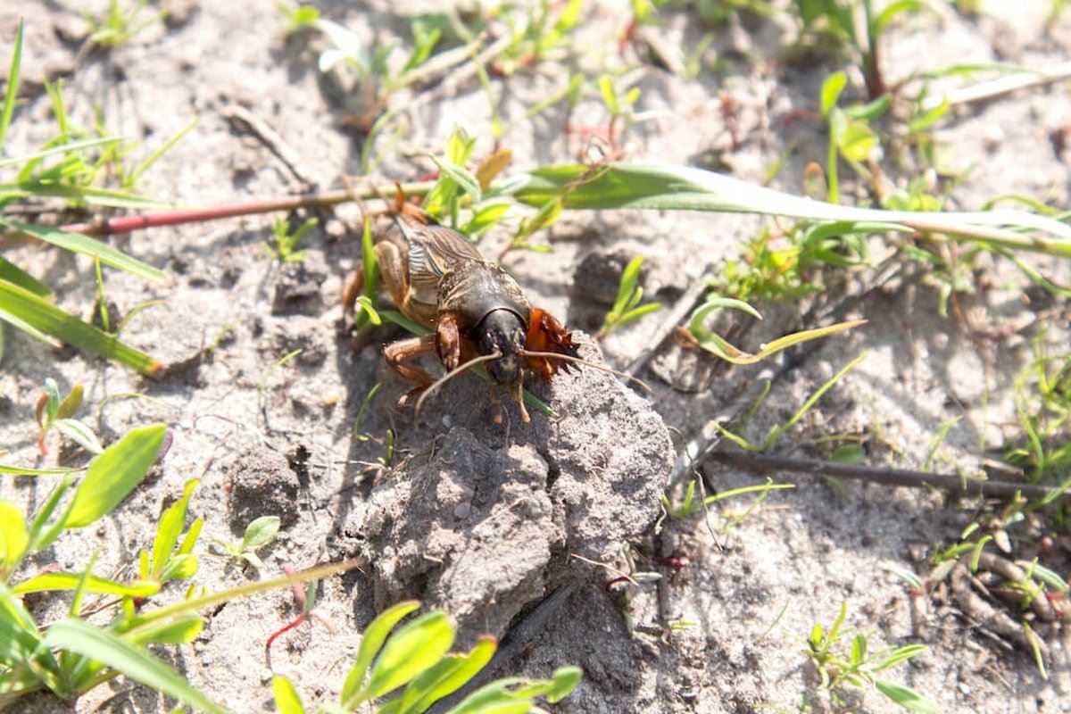 Aaltjes-FC-tegen-veenmol-10-mln-60-m-