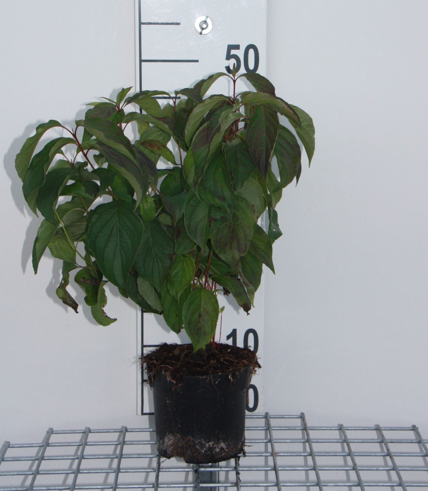 Cornus sericea 'Kelseyi' - pot - 15-20 cm