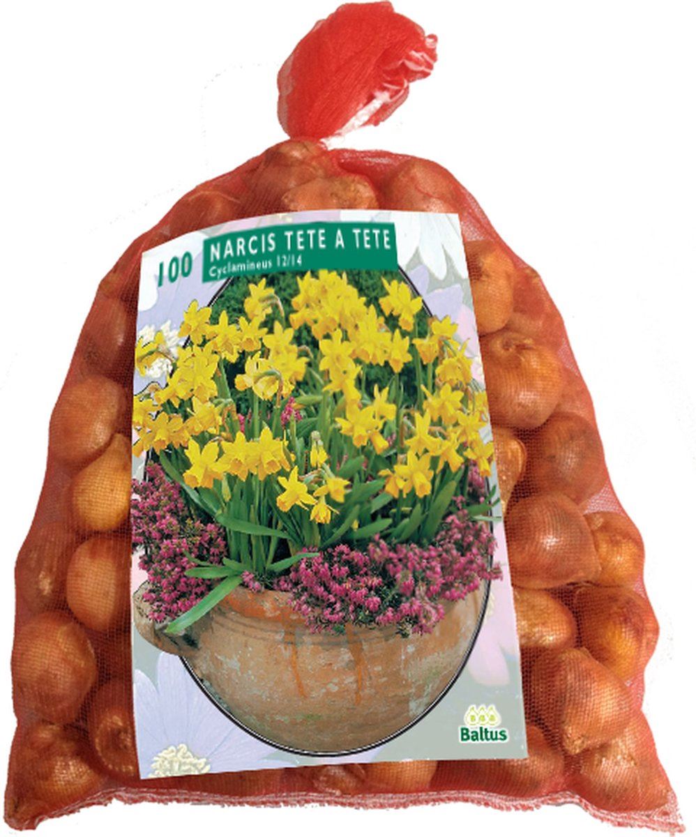 Narcis-Mini-Tete-a-Tete-per-100