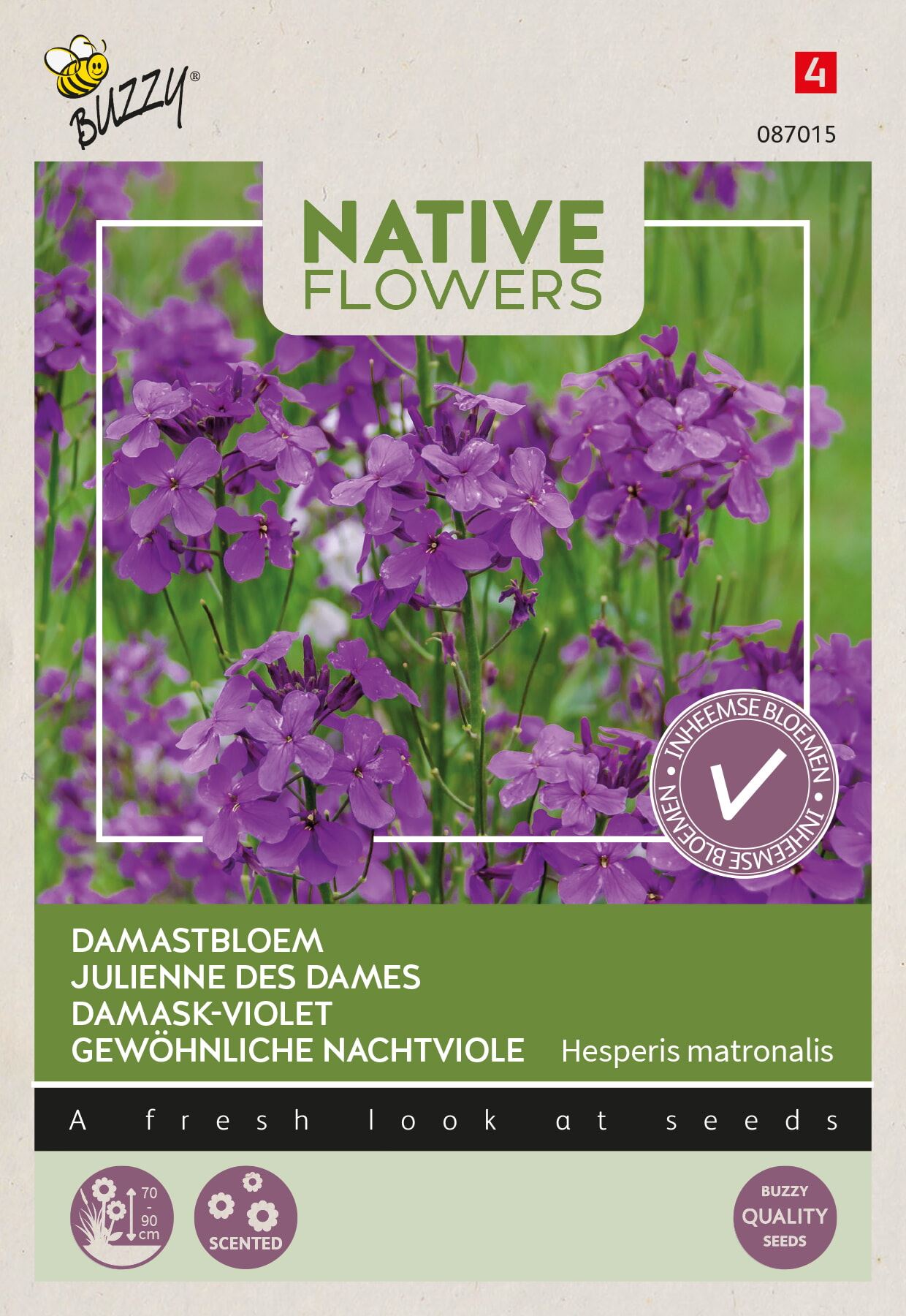 Buzzy-Native-Flowers-Inheems-Hesperis-matronalis-Damastbloem