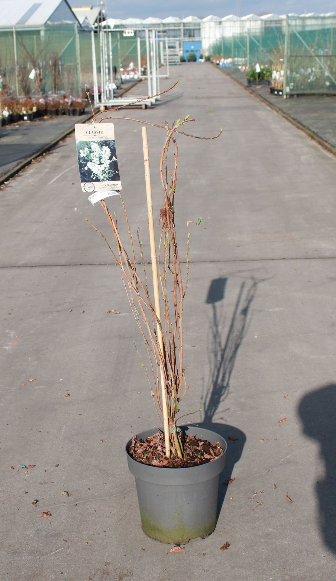 Exochorda 'The Bride' - pot 12L - 100-125 cm