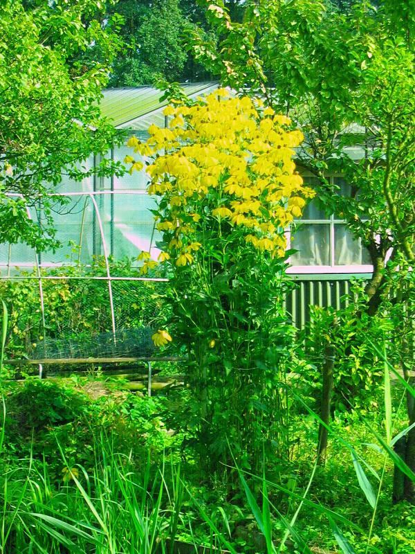 Plantenfiche-Rudbeckia-nitida-Herbstsonne-