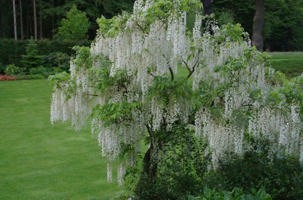 Plantenfiche-Wisteria-sinensis-Alba-