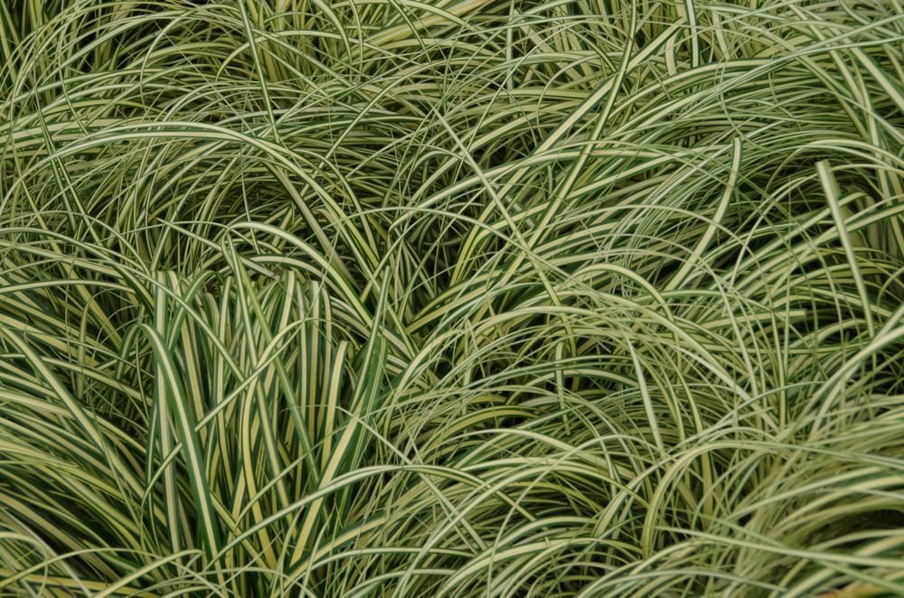 Plantenfiche-Carex-oshimensis-Evergold-