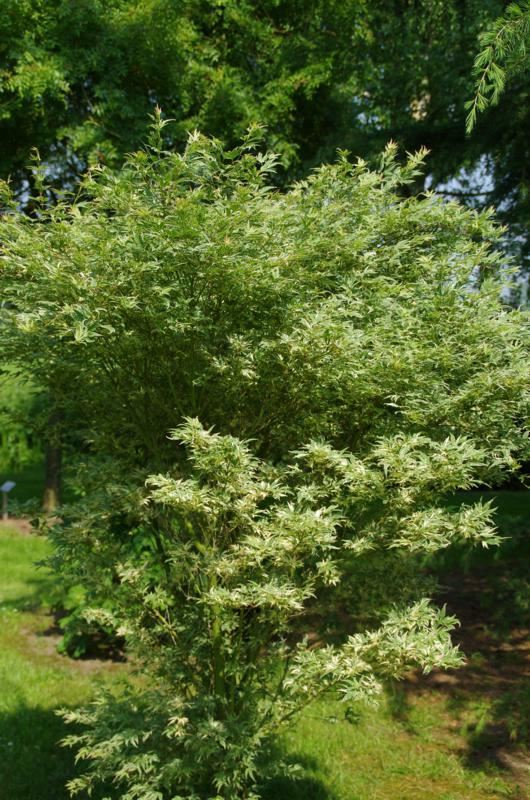 Plantenfiche-Acer-palmatum-Butterfly-