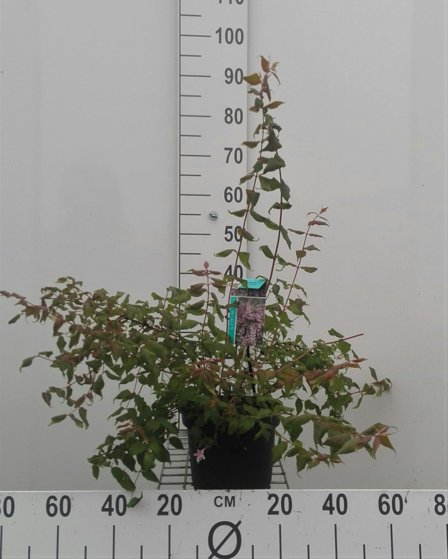 Kolkwitzia amabilis 'Pink Cloud' - pot - 30-50 cm