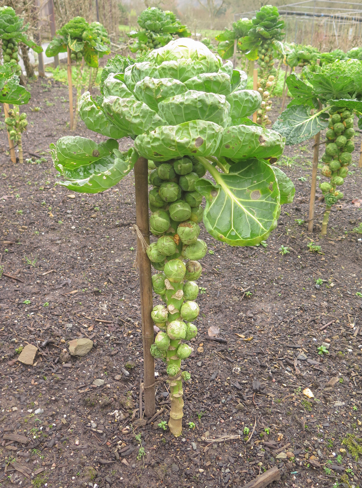 Plantenfiche-Brassica-oleracea-capitata-var-bright-F1-Spruitkool-
