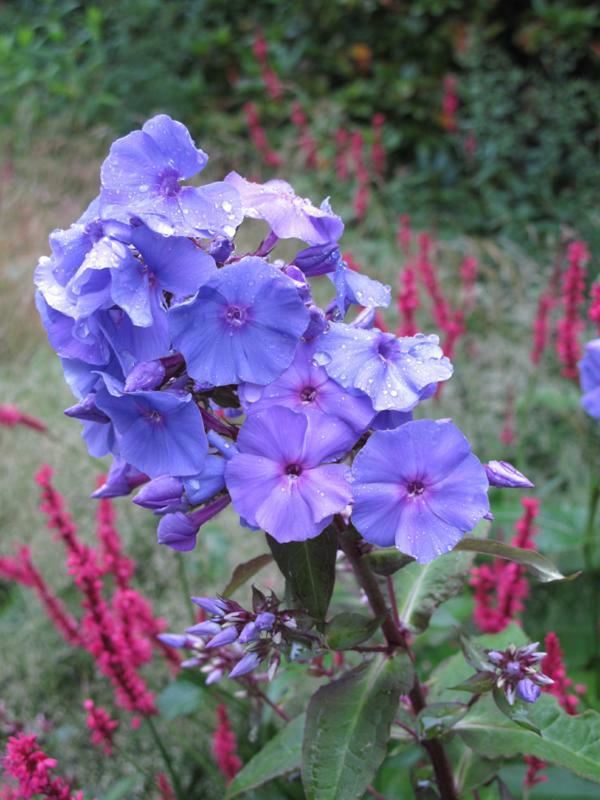 Plantenfiche-Phlox-Amethyst-