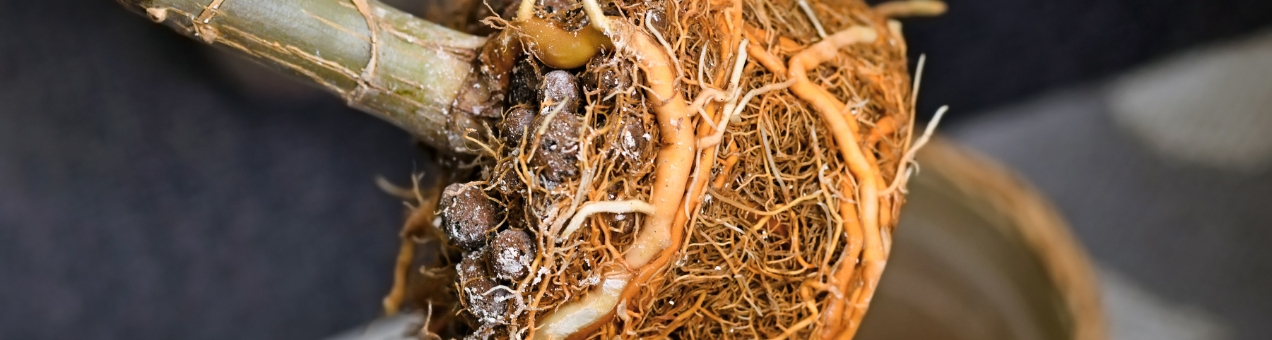 How to recognise, cure and prevent root rot 