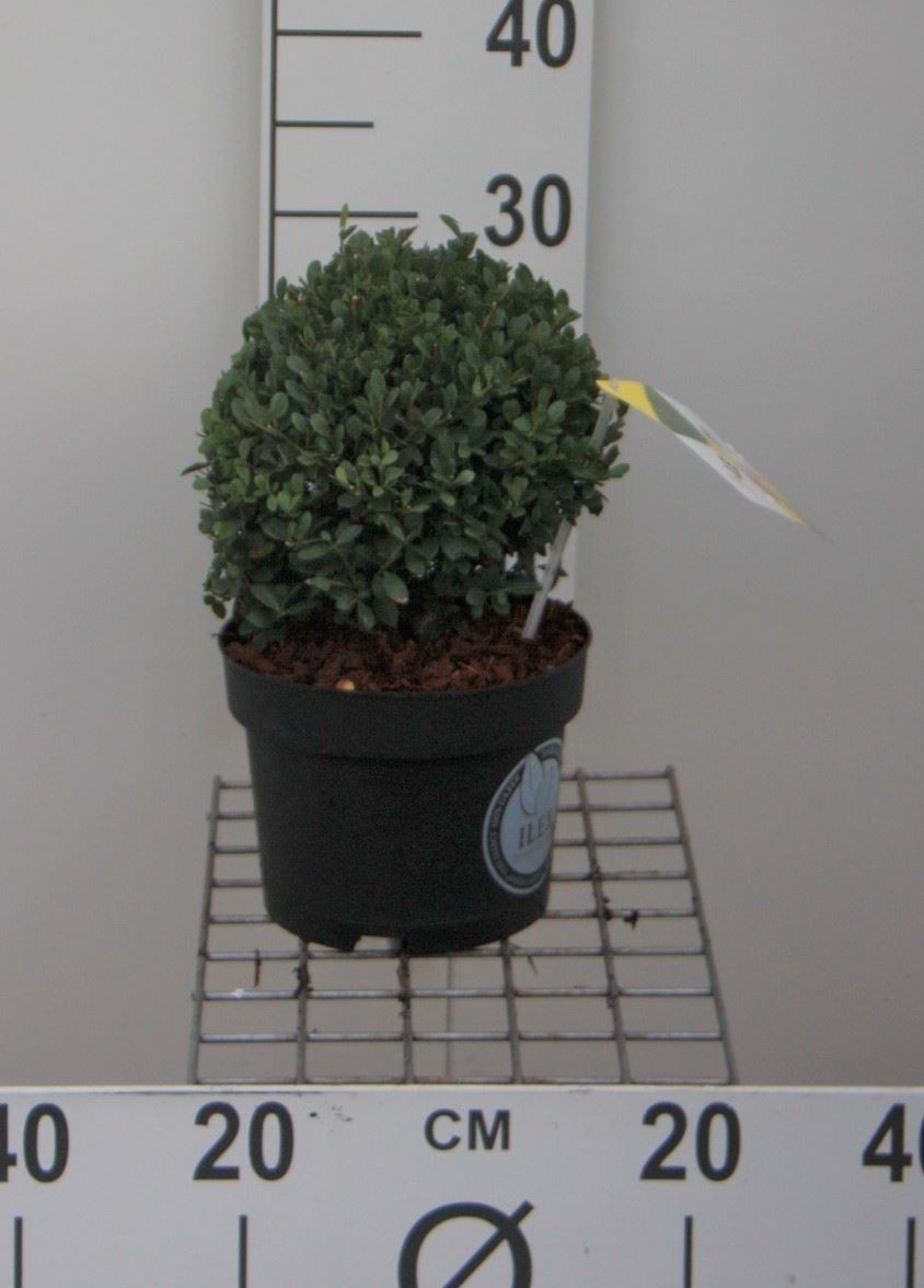 Ilex crenata 'Icoprins11' (Dark Green) - pot 3L - bolvorm ø20+ cm