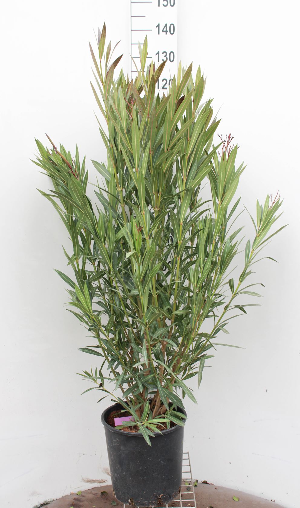 Nerium oleander - pot 18L - 100-125 cm
