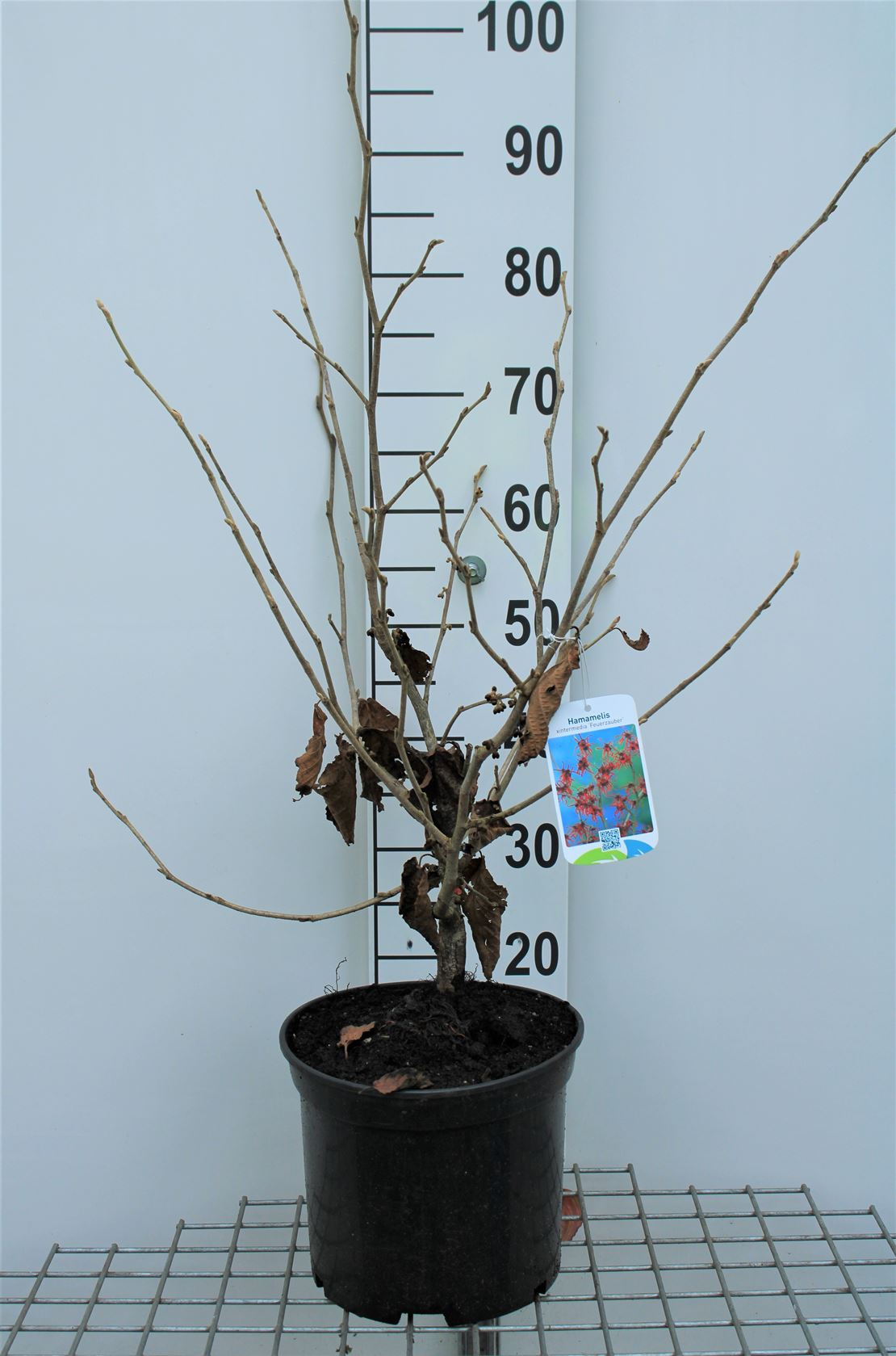 Hamamelis x intermedia 'Feuerzauber' - pot - 80-100 cm