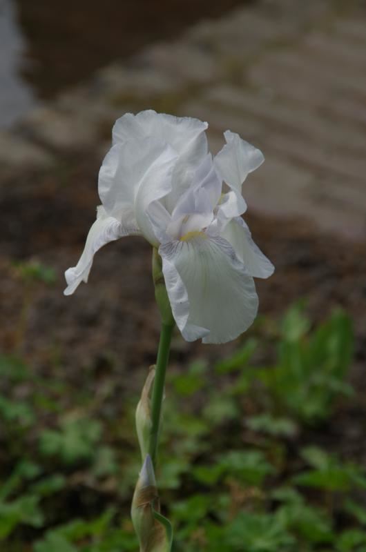 Plantenfiche-Iris-English-Cottage-