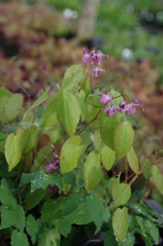 Plantenfiche-Epimedium-grandiflorum-Lilafee-