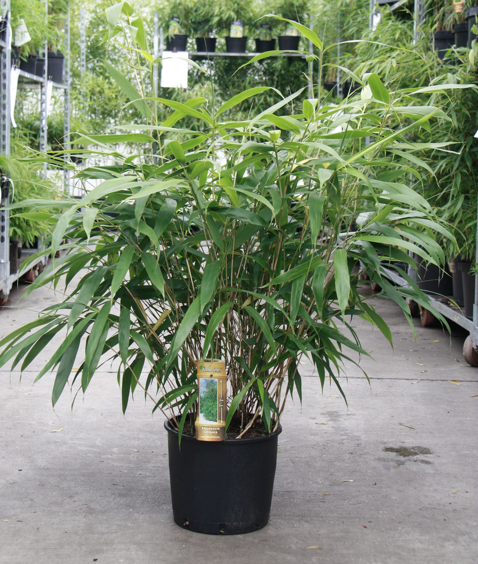 Pseudosasa japonica - pot 10L - 80-100 cm