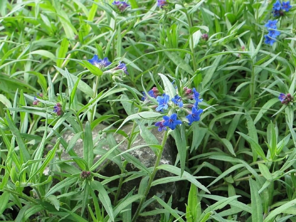 Plantenfiche-Buglossoides-purpurocaerulea