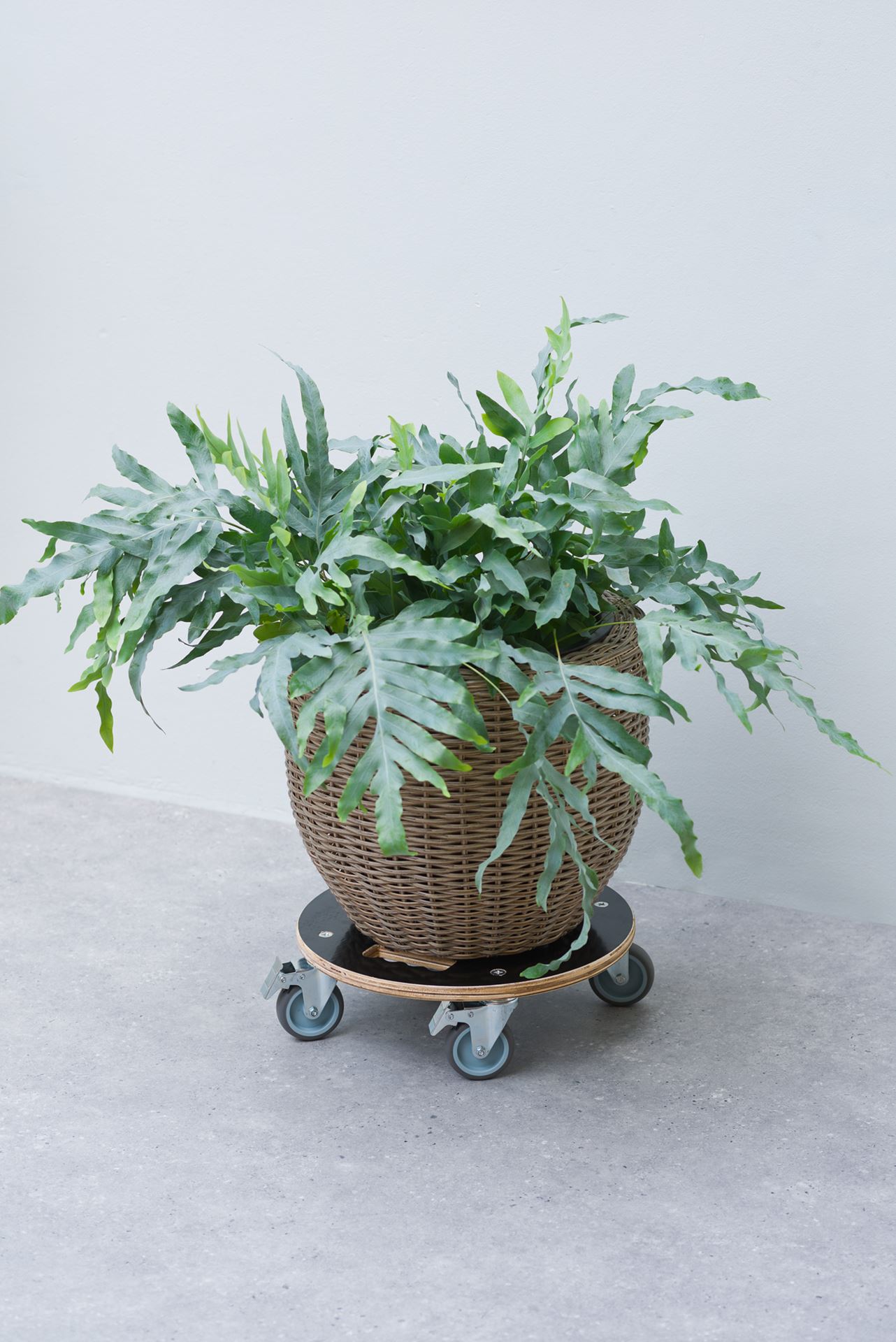 Planttrolley-FSC-hout-zwart-draaggewicht-250-kg-H11-x-38-cm