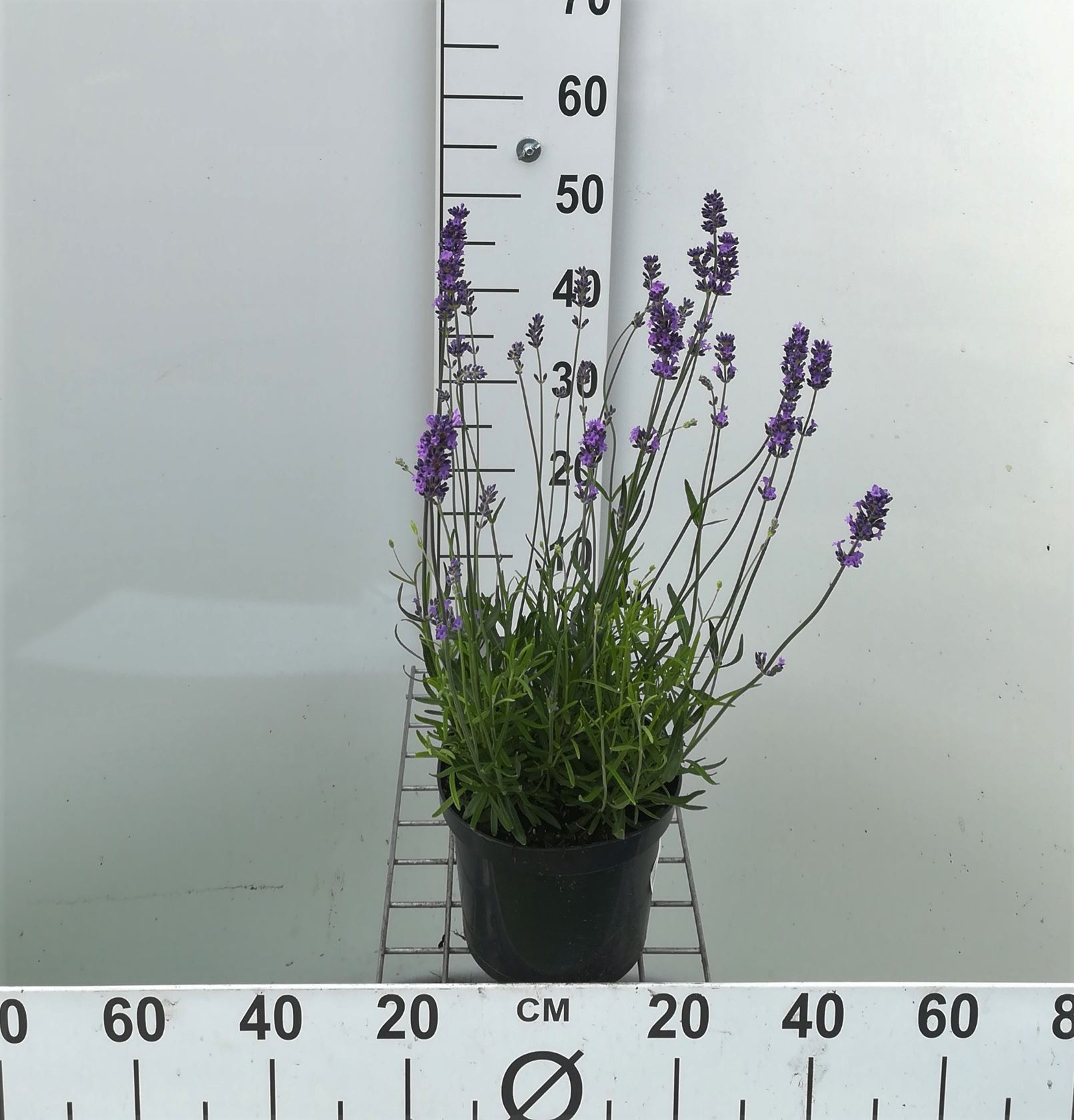 Lavandula angustifolia 'Munstead' - pot 3L (Lavande)