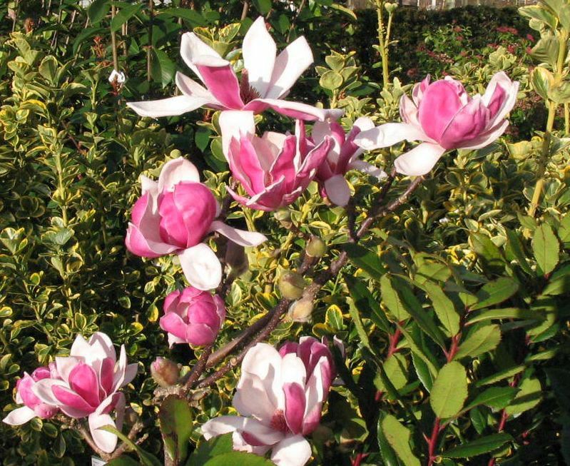 Plantenfiche-Magnolia-denudata-Dan-Xin-