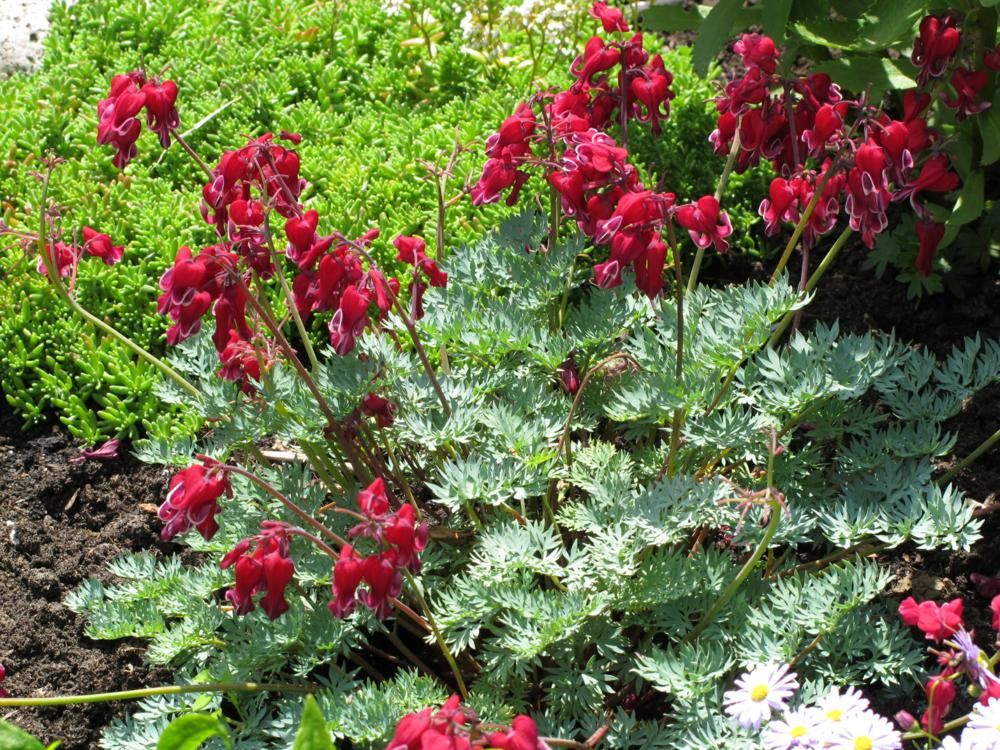 Plantenfiche-Dicentra-formosa-Bacchanal-