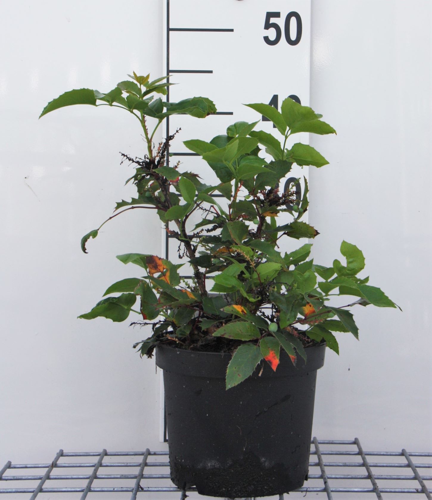 Mahonia aquifolium 'Apollo' - pot - 25-30 cm