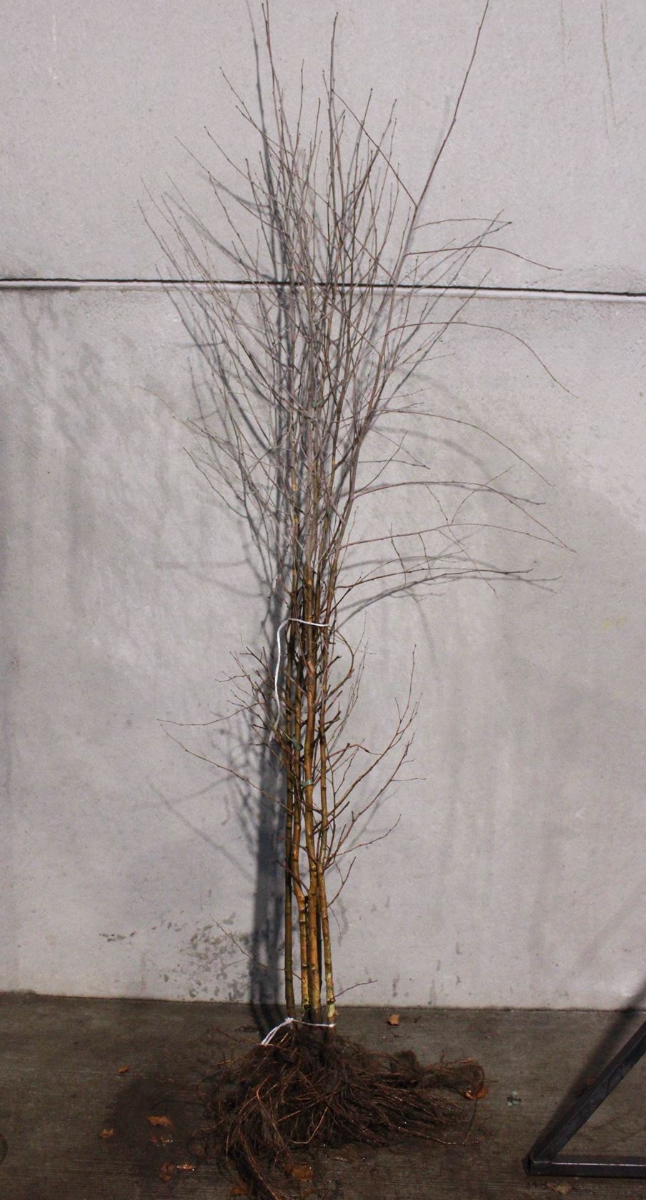 Betula pendula - bare root - 175-200 cm