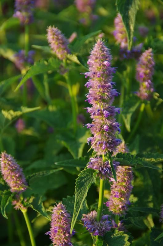 Plantenfiche-Agastache-rugosa