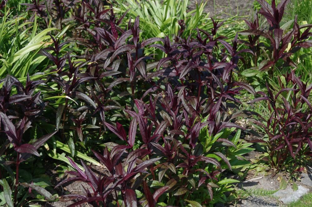 Plantenfiche-Penstemon-digitalis-Husker-Red-