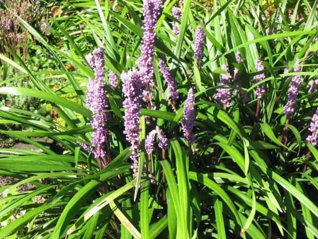Plantenfiche-Liriope-muscari-Ingwersen-