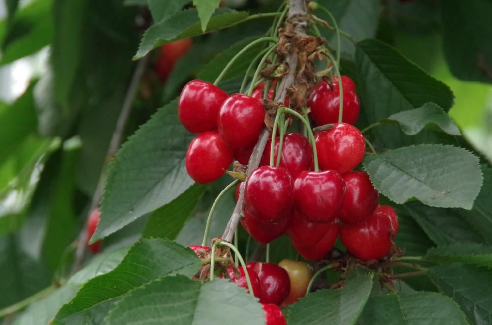 Plantenfiche-Prunus-avium-Kordia-Zoete-kers-