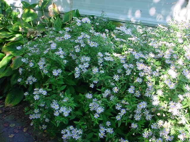 Plantenfiche-Aster-ageratoides-Asran-