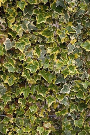 Hedera helix 'Marginata Elegantissima' - pot 10L - 175-200 cm