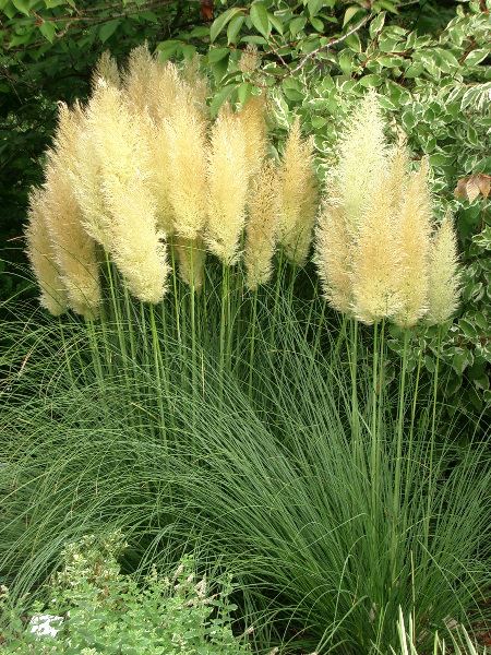 Cortaderia selloana 'Pumila' - pot 9x9 cm