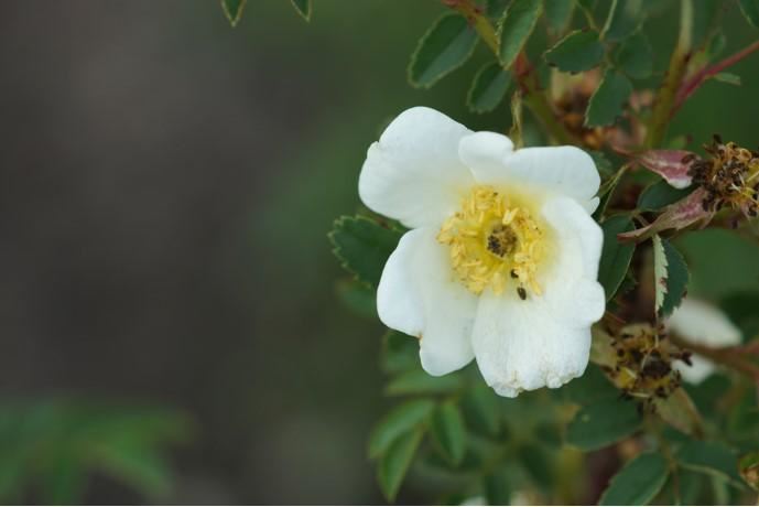 Plantenfiche-Rosa-pimpinellifolia