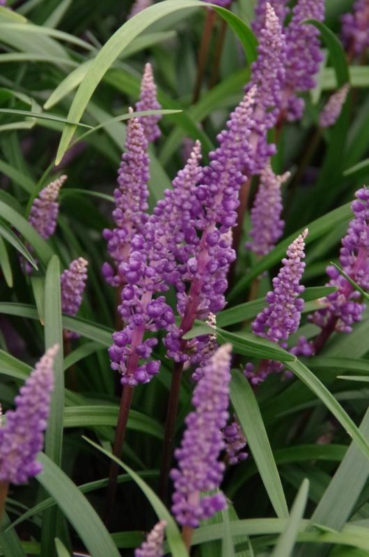 Plantenfiche-Liriope-muscari-Royal-Purple-