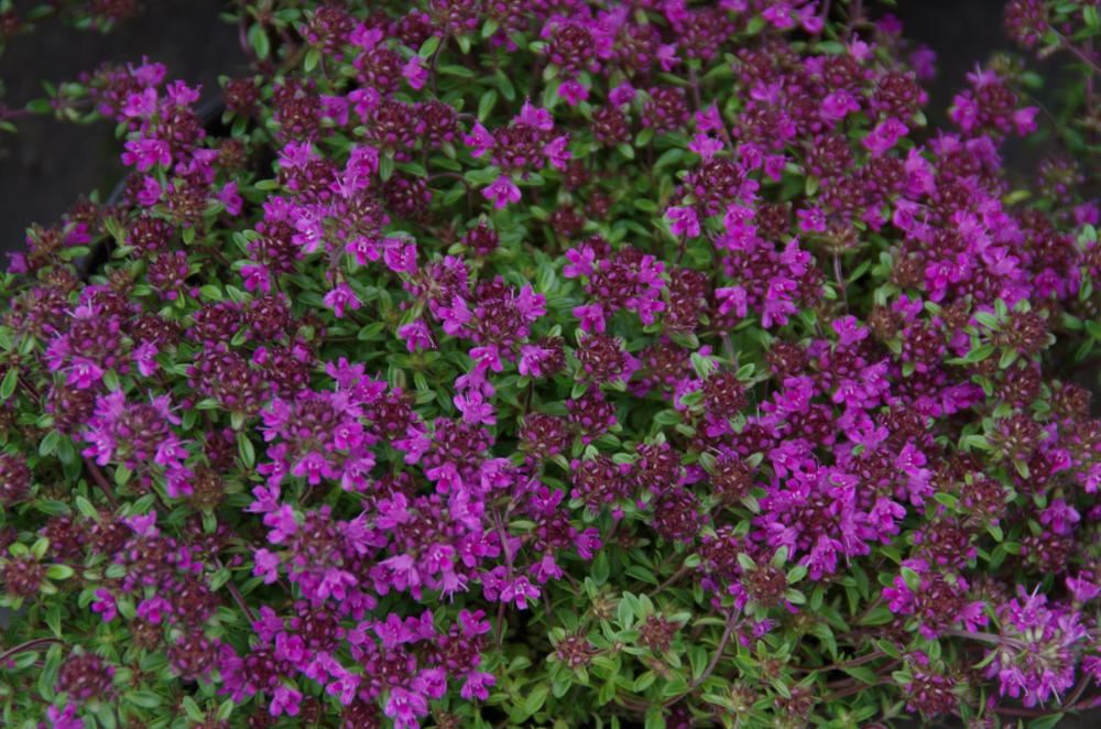 Plantenfiche-Thymus-praecox-Purple-Beauty-