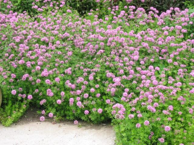 Plantenfiche-Phuopsis-stylosa