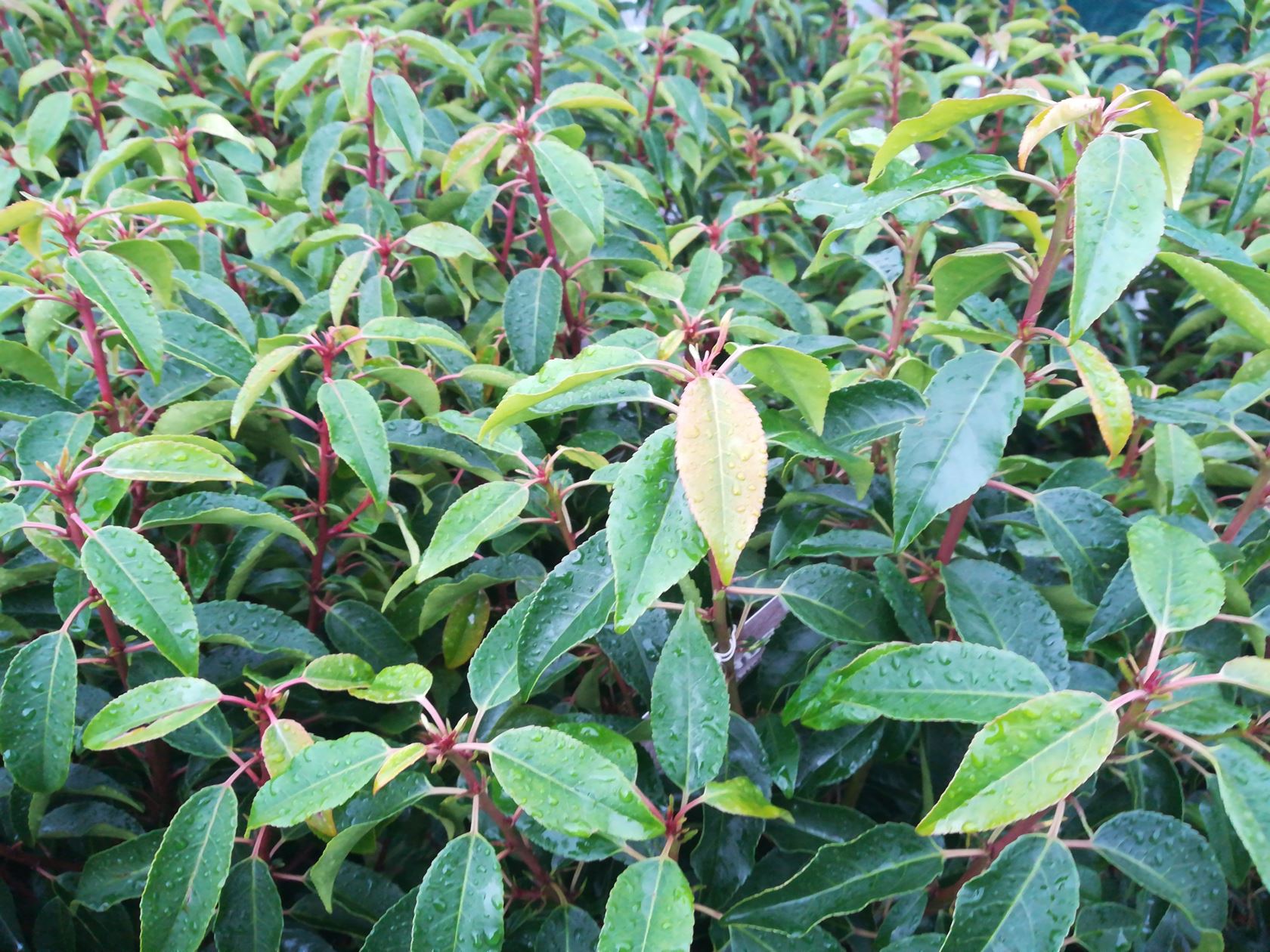 Prunus lusitanica 'Angustifolia' - pot 7,5L - 80+ cm - bush