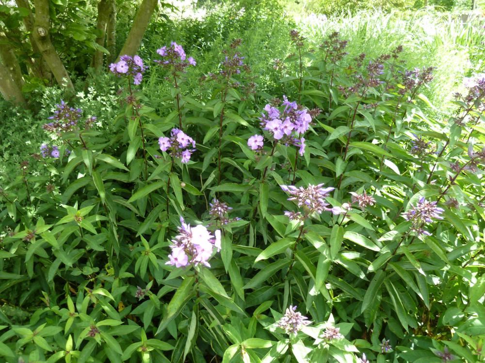 Plantenfiche-Phlox-Blue-Paradise-