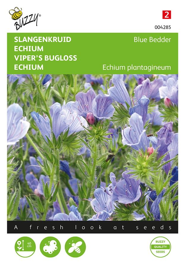 Buzzy-Echium-Slangenkruid-Blue-Bedder