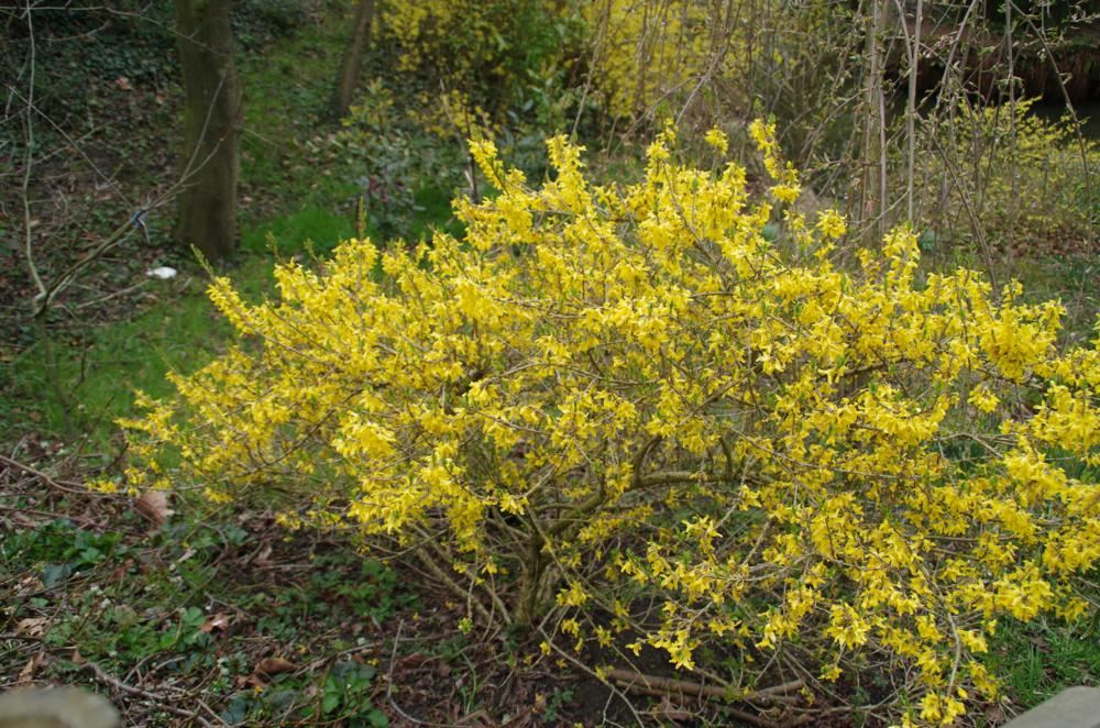 Plantenfiche-Forsythia-Courtasol-Gold-Tide-Maree-d-Or-
